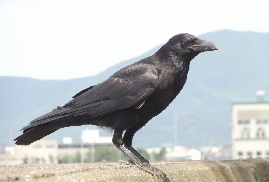 カラス