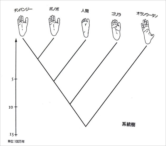 【図表2】大型類人猿の系統樹