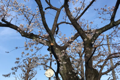 「サクラ」の桜
