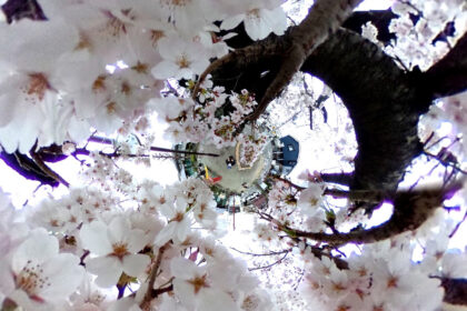 やなわらばーの名曲「サクラ」の桜