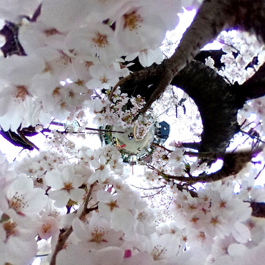 やなわらばーの名曲「サクラ」の桜