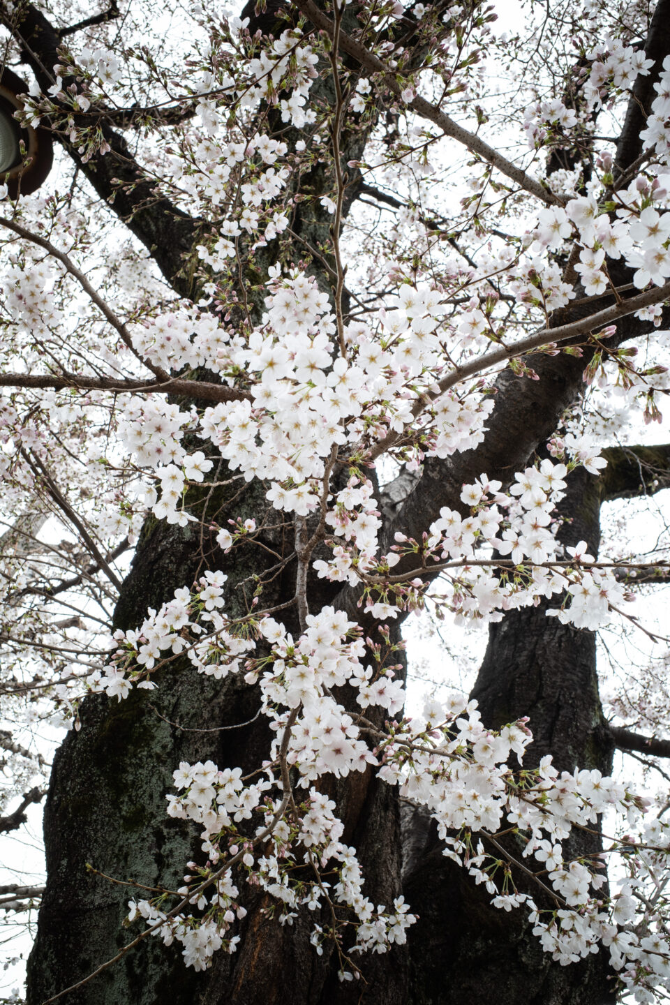 やなわらばーの「サクラ」の桜